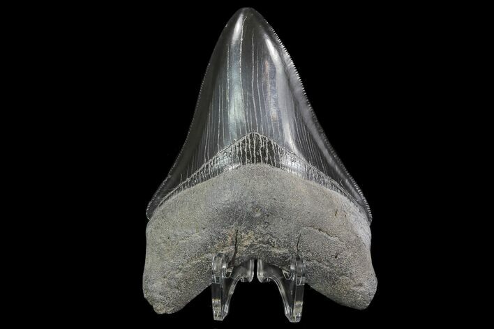 Serrated, Fossil Megalodon Tooth - Georgia #76500